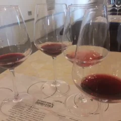 Degustazione di vari Ciliegiolo di diverse aziende