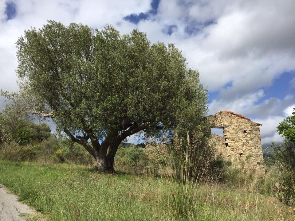 Don Titino, olivo con rudere del 500