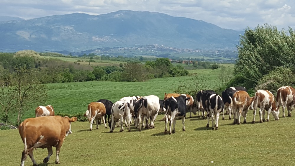 Fattoria Colle San Nicola - le mucche