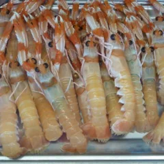 Scampi, scegliere quelli rosa chiaro nel carapace e nella testa, dovranno profumare di mare e di salsedine, avere le due chele ben salde e gli occhi neri come una donna del sud