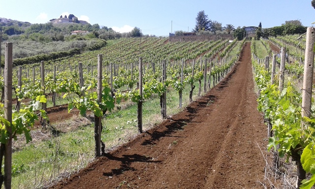 Villa Simone, vigne