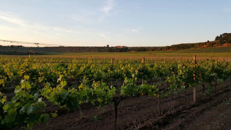 Vigneti Tenuta Pietra Porzia