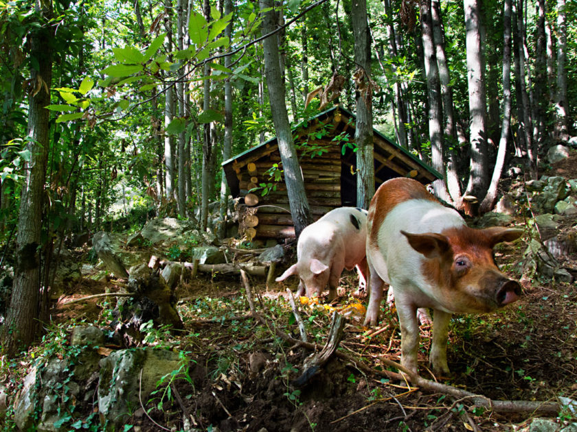 G.ioi srl – piccolo salumificio artigianale