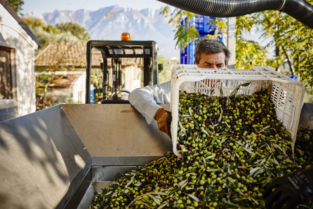 Azienda agricola Madonna dell’Olivo