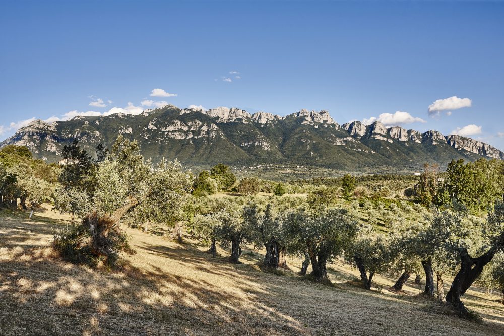 Azienda agricola Madonna dell’Olivo - panoramica Alburni