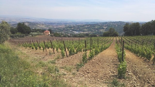 La campagna di contrada Montepino