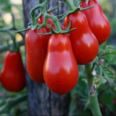 Pomodorino Corbarino