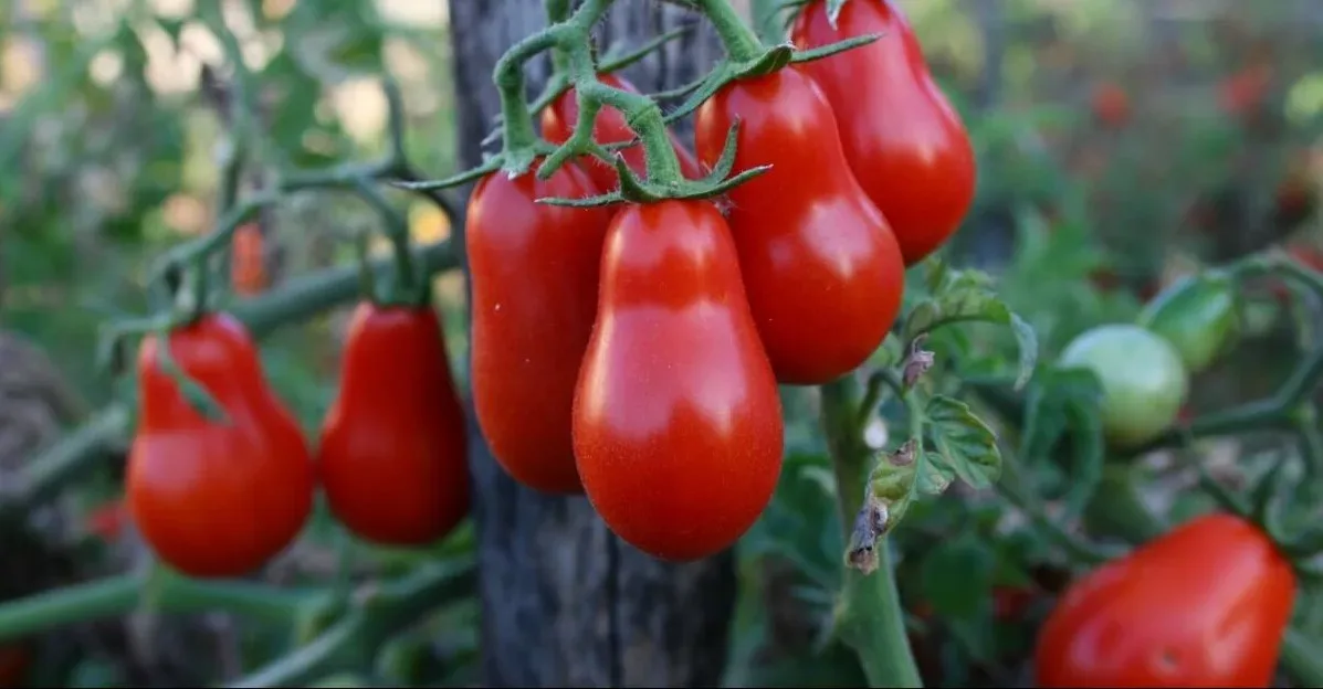 Pomodorino Corbarino
