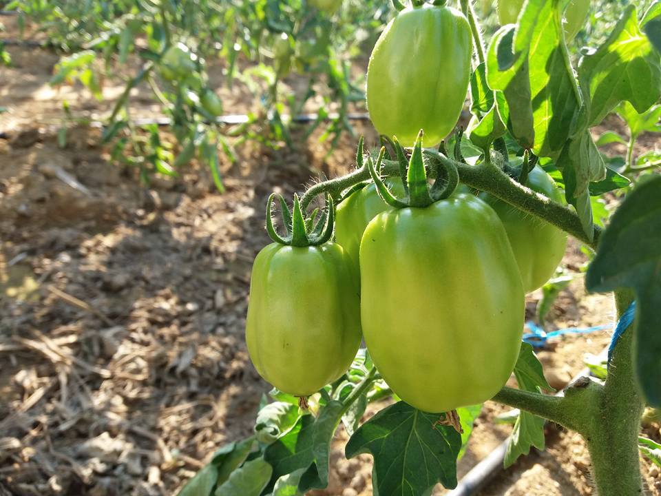 Re Fiascone - I pomodori in fase di crescita