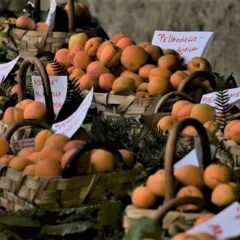 Presidio Slow Food dell’Albicocca del Vesuvio