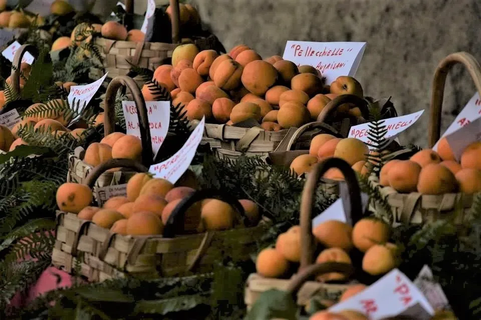 Presidio Slow Food dell’Albicocca del Vesuvio