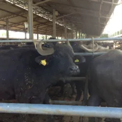 Azienda Agricola San Salvatore, le bufale