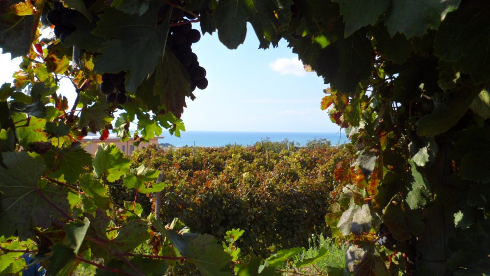 Cantine del Mare - attraverso la vigna