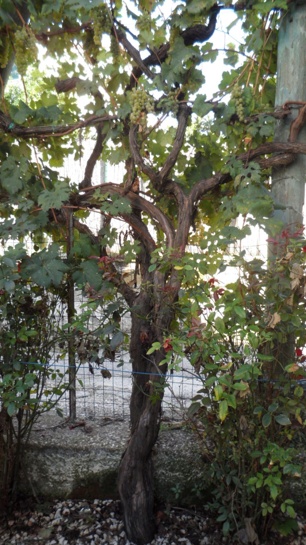 Cantine del Mare - la vite che ti accoglie