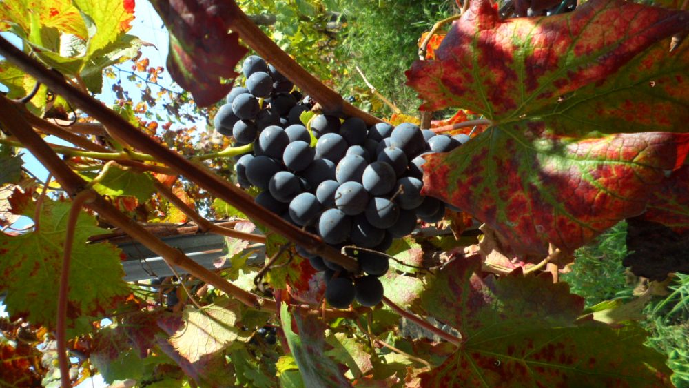 Cantine del Mare - piedirosso