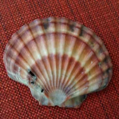 Conchiglia riccionese, un'estate fa...