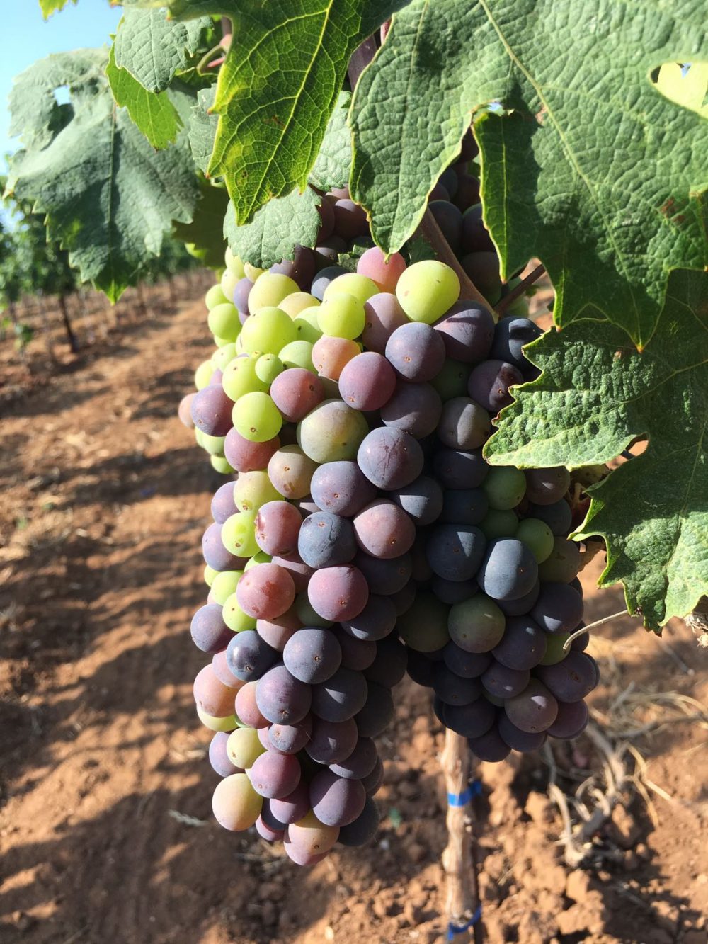 Consorzio di Tutela del Primitivo di Manduria grappolo