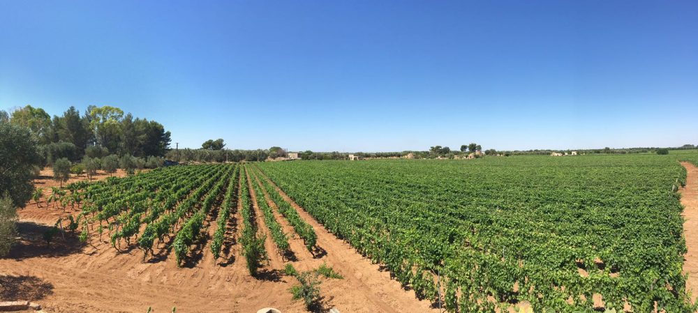 Consorzio di Tutela del Primitivo di Manduria -vigneto