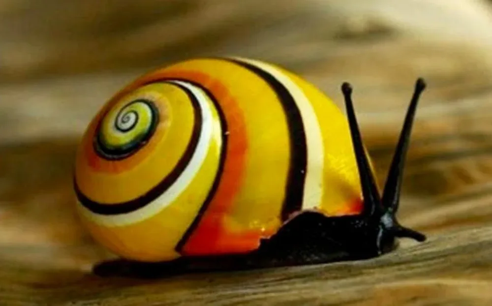 Fuori dal guscio, per quanto splendido possa essere...