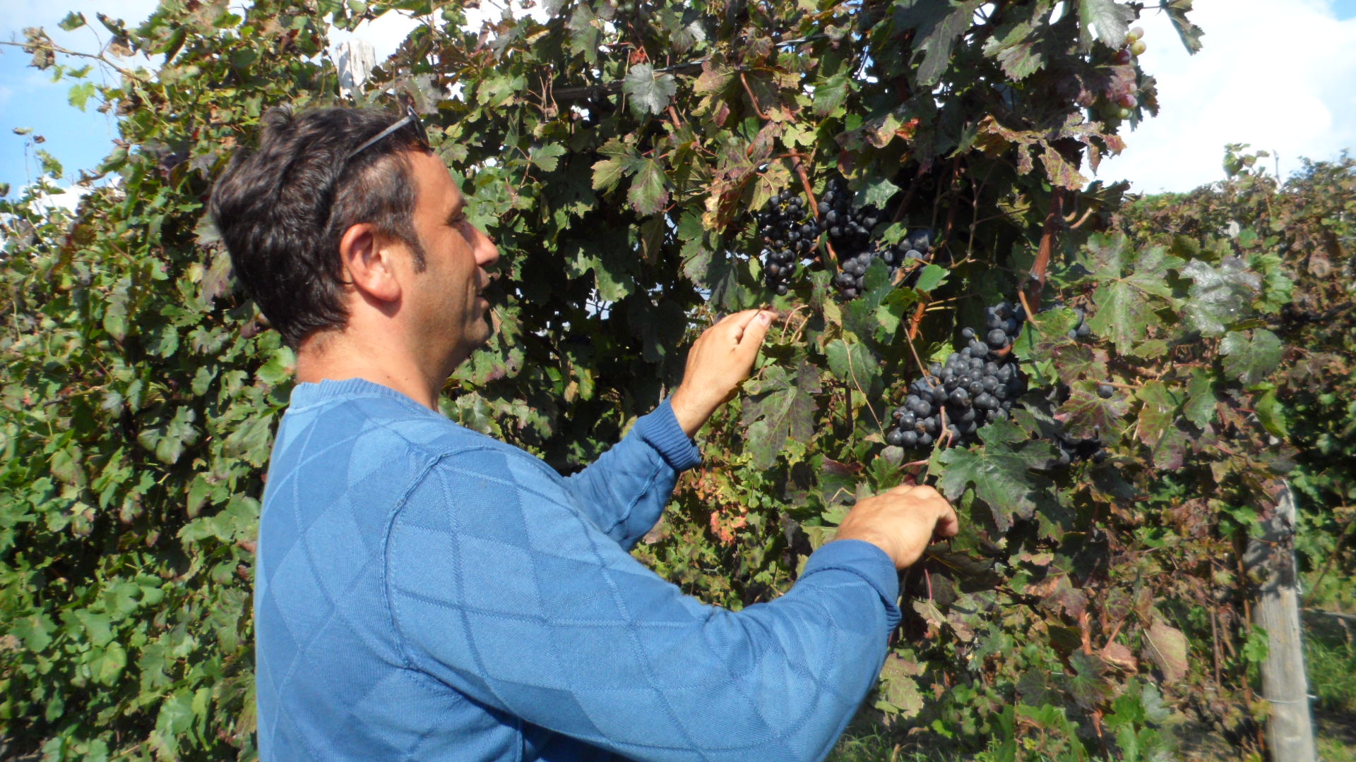 Gennaro Schiano in vigna