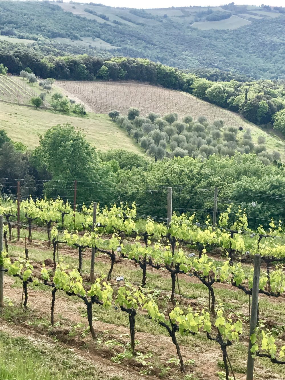 Il tocco Pietroso del Brunello, vigneti