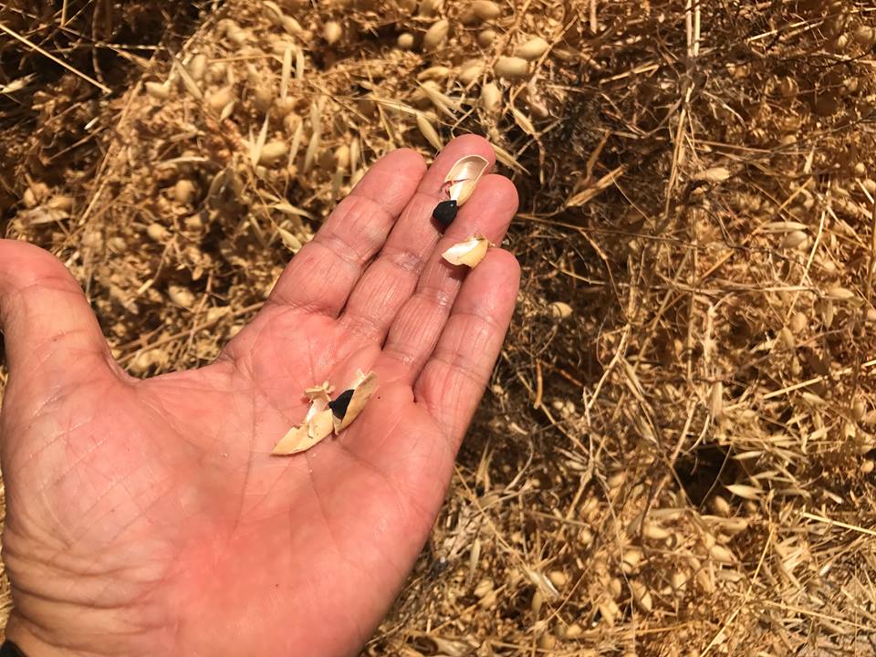 Maida, i ceci di Cicerale