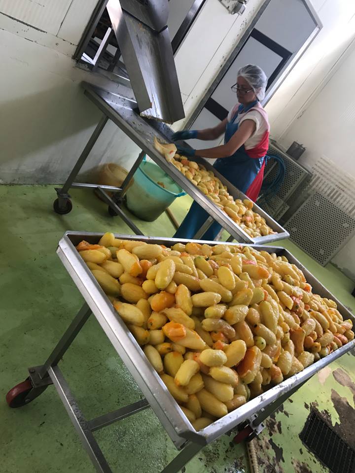 Maida, la lavorazione dei pomodori gialli