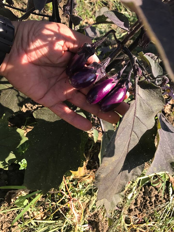 Maida, le piccole melanzane