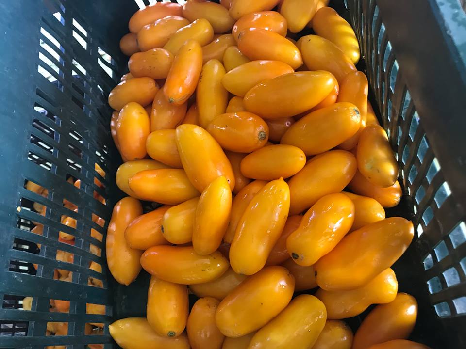 Maida, pomodori gialli