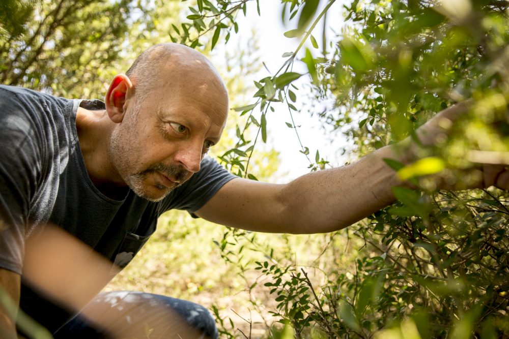 Pascucci al Porticciolo - Gianfranco raccoglie erbe selvatiche all'oasi WWF