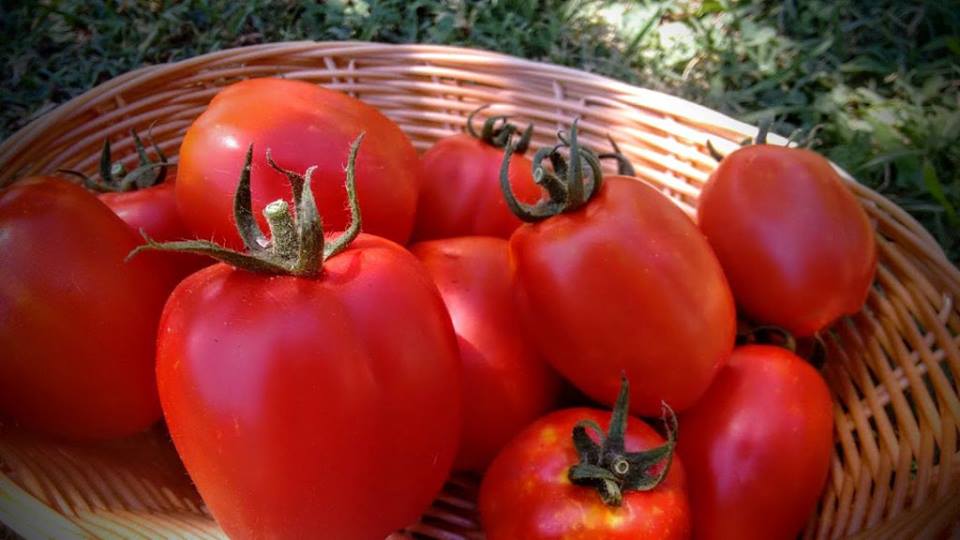 Re Fiascone - Il pomodoro appena raccolto alla sua piena maturazione