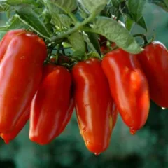 San marzano