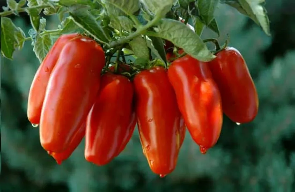 San marzano