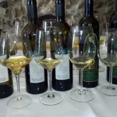 Verticale di Falanghina di Guido Marsella alla Cantinella sul Mare