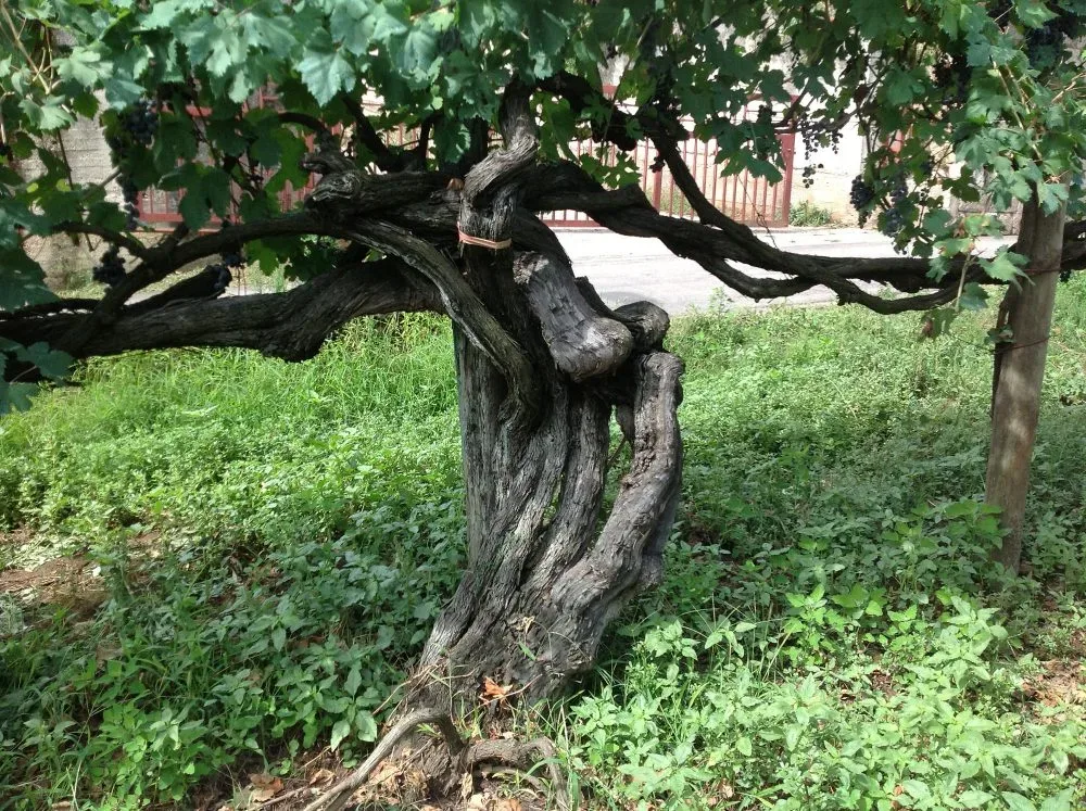 Vite centenaria di Casavecchia