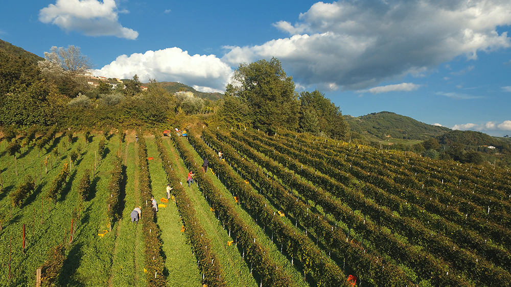 33esima edizione del Tufo Greco Festival