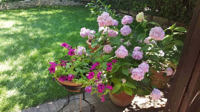 Antica Osteria Marconi, i fiori in giardino