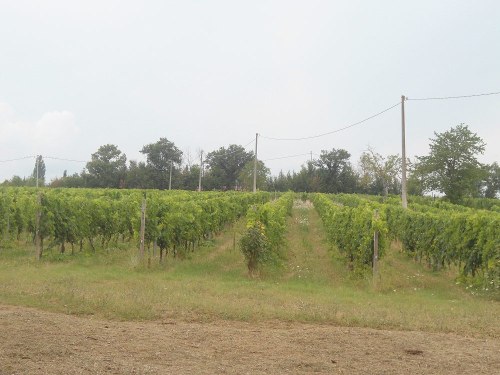 Filari di Verdicchio di fronte agli stabili dell'azienda