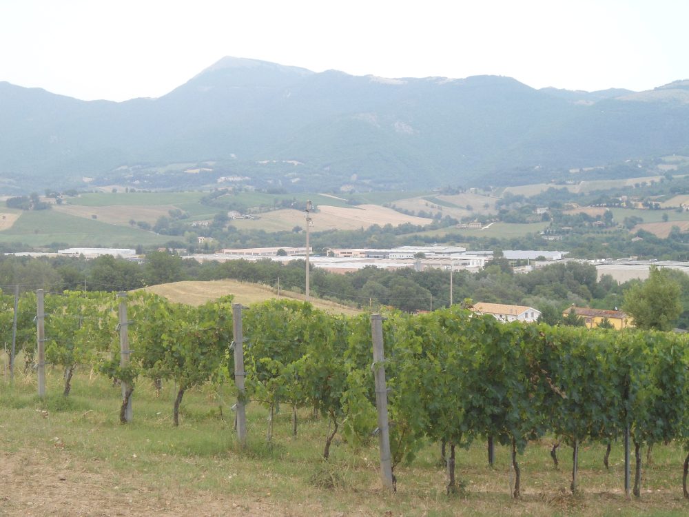 Le vigne di Verdicchio nel cuore dell'Alta Valle dell'Esino