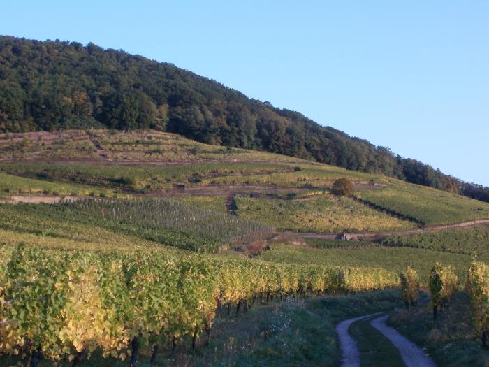 Un tuffo in Alsazia -Vendanges