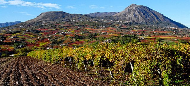 Le vigne del Sannio