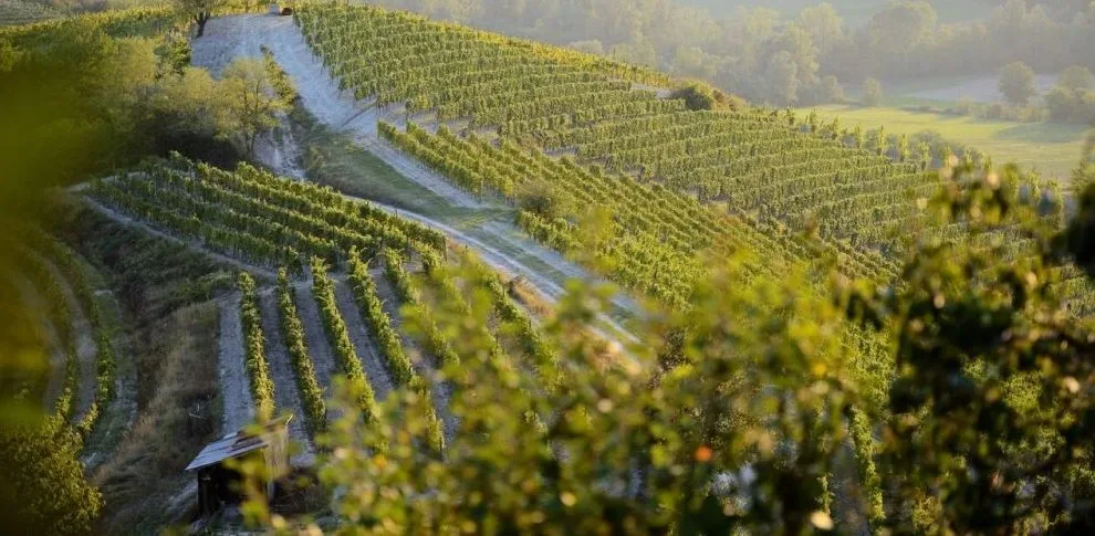 10 Vigneti a Parodi Ligure -Consorzio del Gavi © Maurizio Ravera