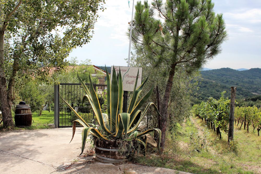 Masseria Piccirillo – ingresso e vigneto