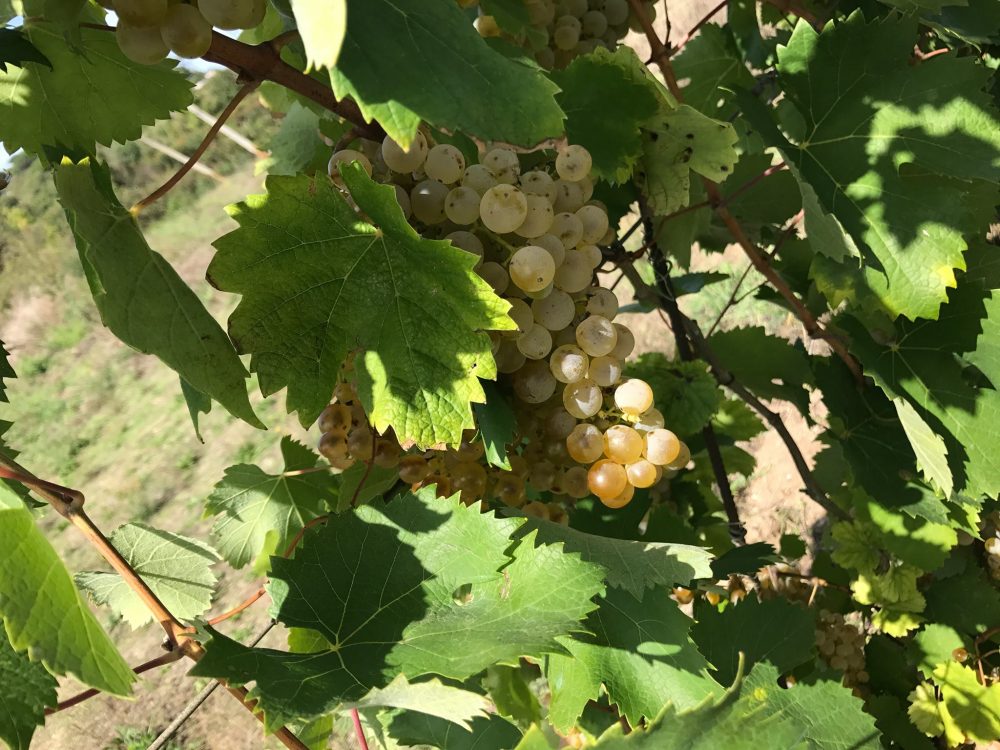 La Falanghina della Legalita' - Lacandona, uva