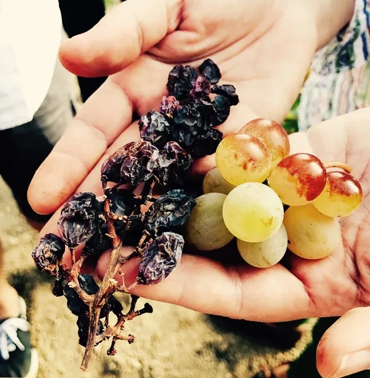 Grappolo di zibibbo fresco e appassito