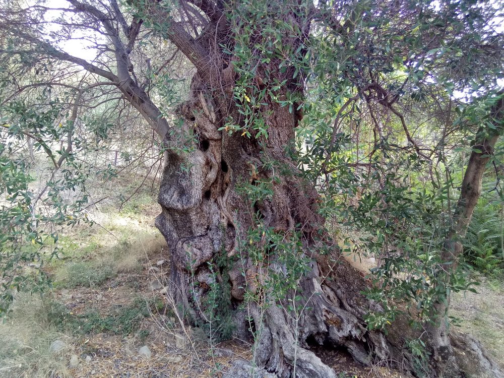 Albero di ulivo ultramillenario di Pisciotta