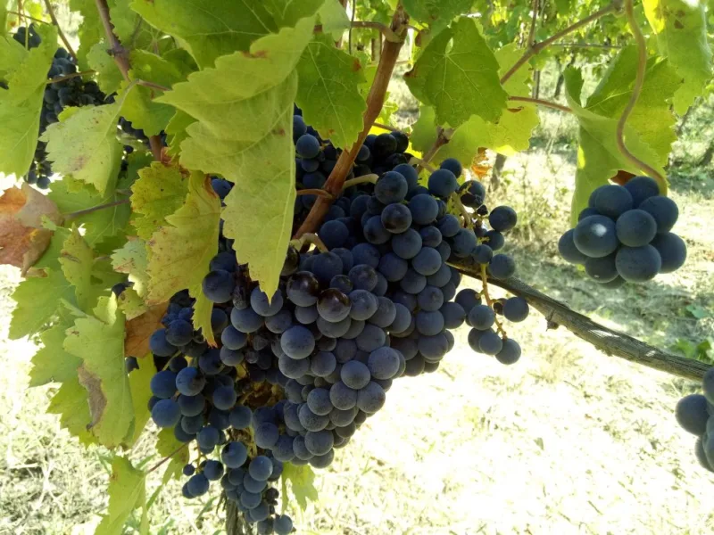 Azienda De Comciliis Grappolo di aglianico