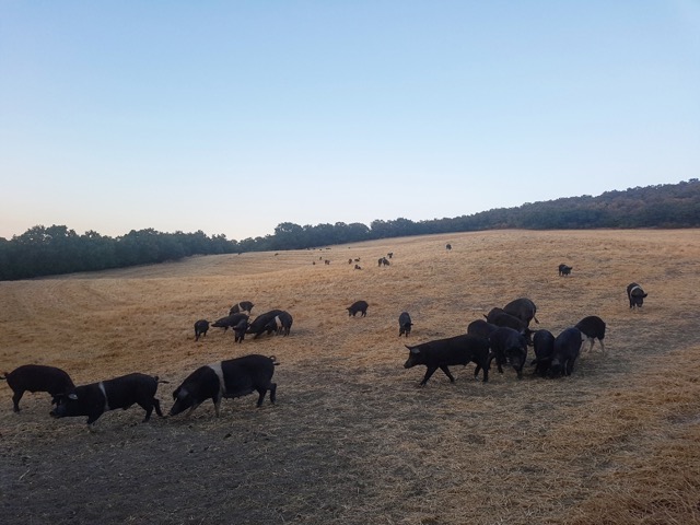 Azienda agricola biologica Agrimar, suino nero