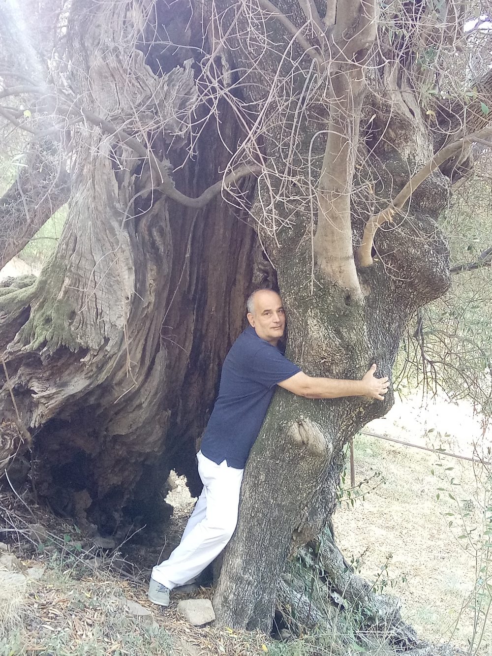 Carlo Sacchi mentre abbraccia l'albero di ulivo ultramillenario