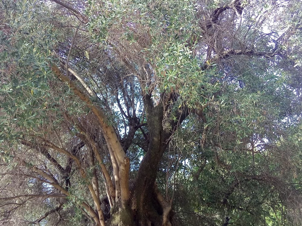 Chioma dell'albero di ulivo di Pisciotta